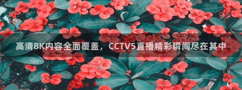 飞速体育直播app下载